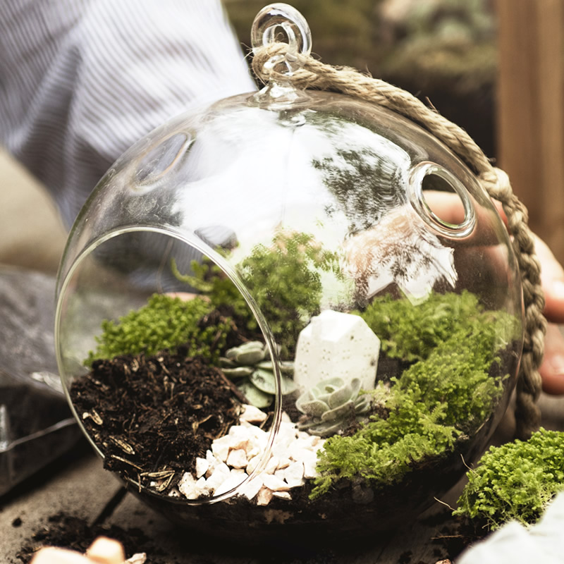 Glass Vase Terrarium