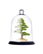 glass cloche dome bell jar
