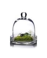 glass cloche dome with glass tray