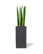 tall wood planter box snake plant