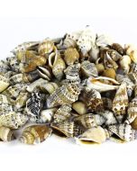 Brown Cream Strombus Urceus Conch Sea Shells