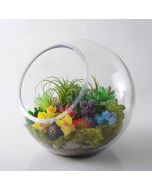 slant-cut-glass-bubble-bowl-terrarium