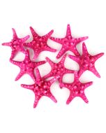 vase-filler-natural-knobby-starfish-VFSF01/05fu