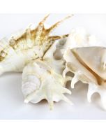 vase-filler-Lambis-Sea-Shells-vfss0103-04