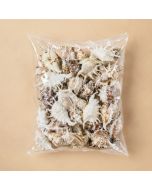 vase-filler-Lambis-Sea-Shells-vfss0103-04