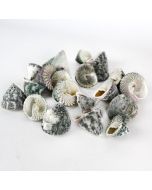 Grey Striped Stellatus Sea Shells
