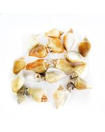 Creamy Brown Strombus Canarium Sea Shells