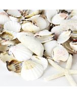 seashell-mix-vfss2002-00