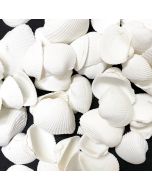 White Arca Ovalis Blood Ark Clam Sea Shells