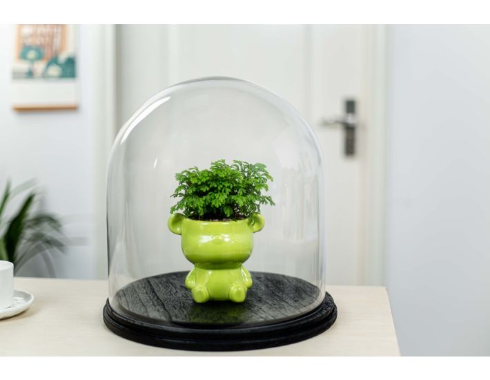 13 x 13 inch Cloche Bell Jar with Wood Base
