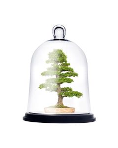 glass cloche dome bell jar