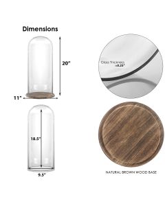 H 19.5" x D 11" glass dome cloche with burnt brown wood base