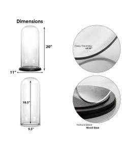 H 19.5" x D 11" glass dome cloche with black wood base