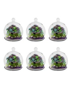 Glass Mini Cloche H-6" Open-4.25", Pack of 6 pcs