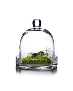 glass cloche dome with glass tray