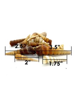 Vase-Filler-Cone-Shells-vfss0105-00