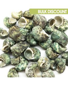 sea shells