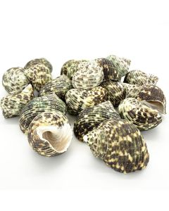 sea shells