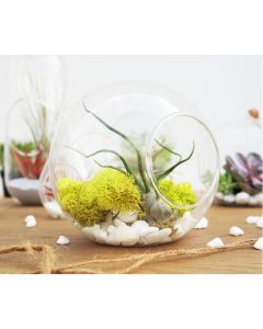 glass-plant-terrarium-glass-orbs-gch107-06