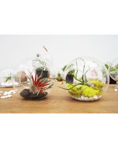 glass-plant-terrarium-glass-orbs-gch107-06