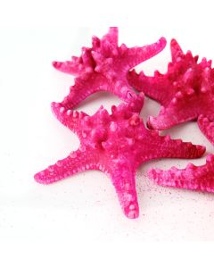 vase-filler-natural-knobby-starfish-VFSF01/05fu