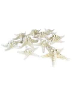 vase-filler-colored-knobby-starfish-VFSF01/05wt