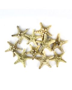 vase-filler-natural-knobby-starfish-VFSF02/04