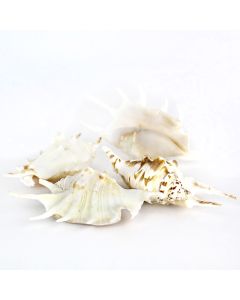 vase-filler-Lambis-Sea-Shells-vfss0103-04