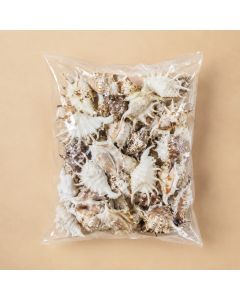 vase-filler-Lambis-Sea-Shells-vfss0103-04
