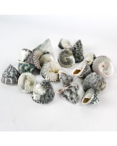 Grey Striped Stellatus Sea Shells