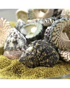 Grey Striped Stellatus Sea Shells