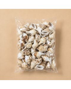 Creamy Brown Strombus Canarium Sea Shells