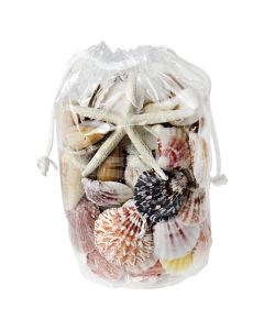 Assorted Mixed Beach Seashells