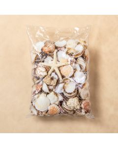 Assorted Mixed Beach Seashells