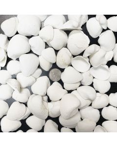 White Arca Ovalis Blood Ark Clam Sea Shells