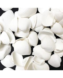 White Arca Ovalis Blood Ark Clam Sea Shells