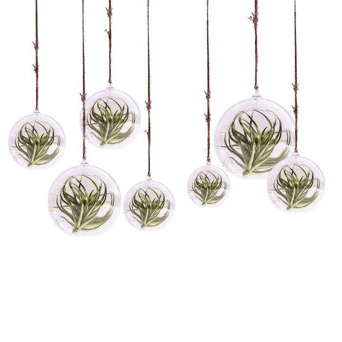 glass terrarium orbs