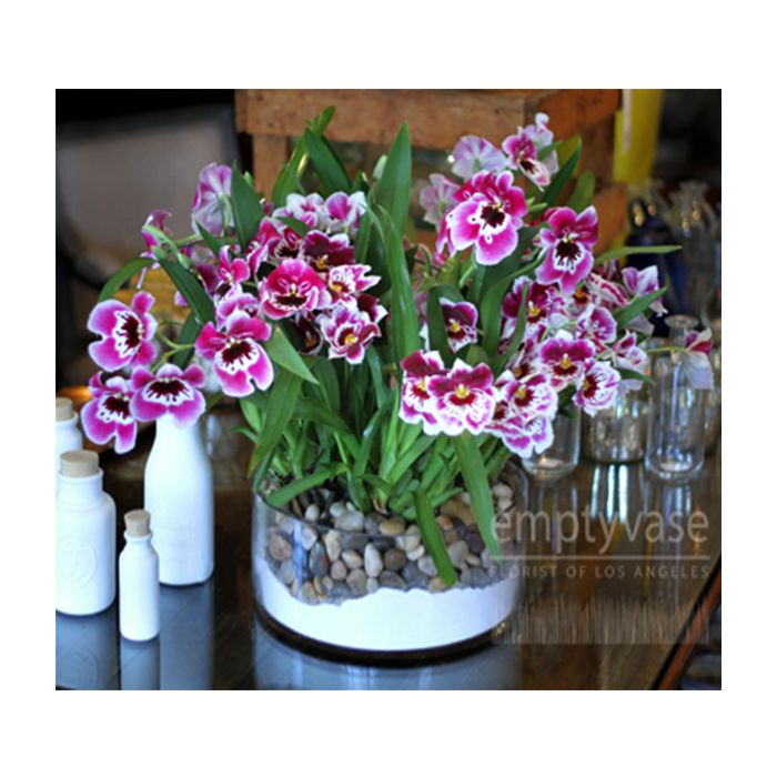 Glass Cylinder Vase, D-12" H-8" Wide Opening, Pack of 2 pcs