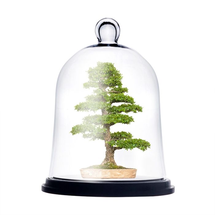 glass cloche dome bell jar