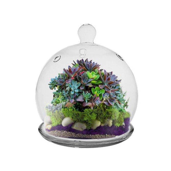 Glass Mini Cloche H-6" Open-4.25", Pack of 6 pcs