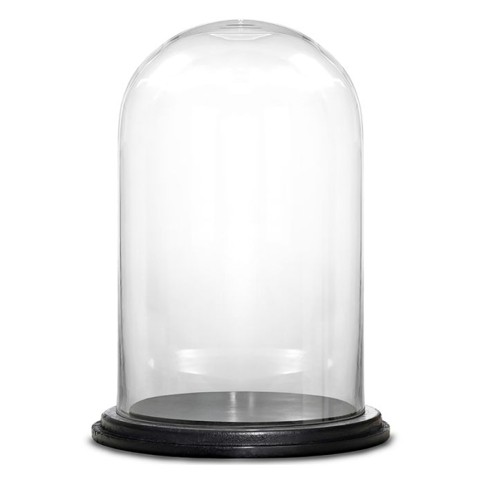 H-16" D-11" glass dome cloche with black wood base