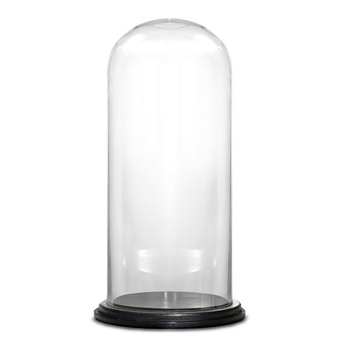 H 19.5" x D 11" glass dome cloche with black wood base