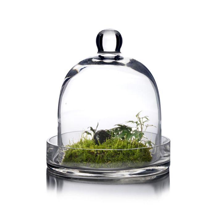 glass cloche dome with glass tray