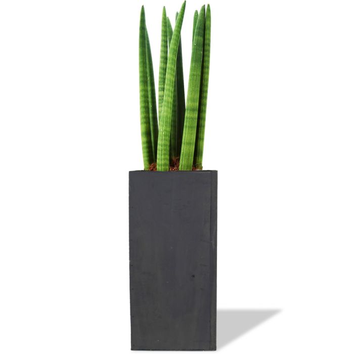 tall wood planter box snake plant