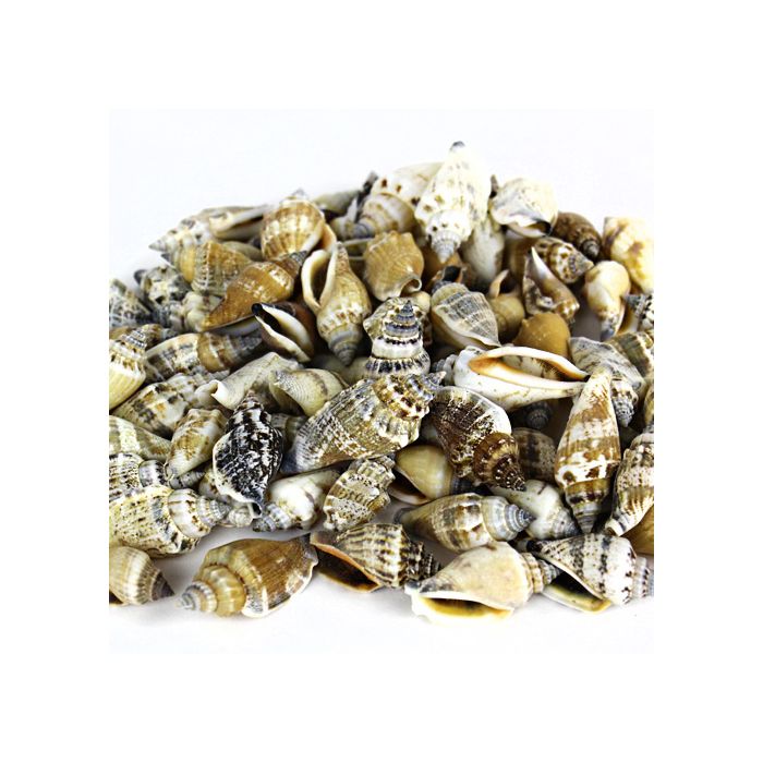 Brown Cream Strombus Urceus Conch Sea Shells