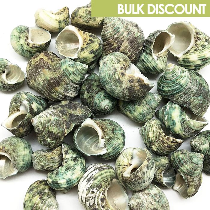 sea shells