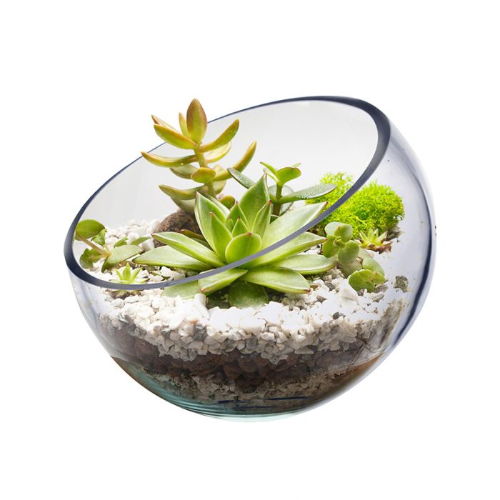Glass Slant Cut Bowl. H-7" D-8" Tilted Bowl Terrarium, Pack of 6 pcs