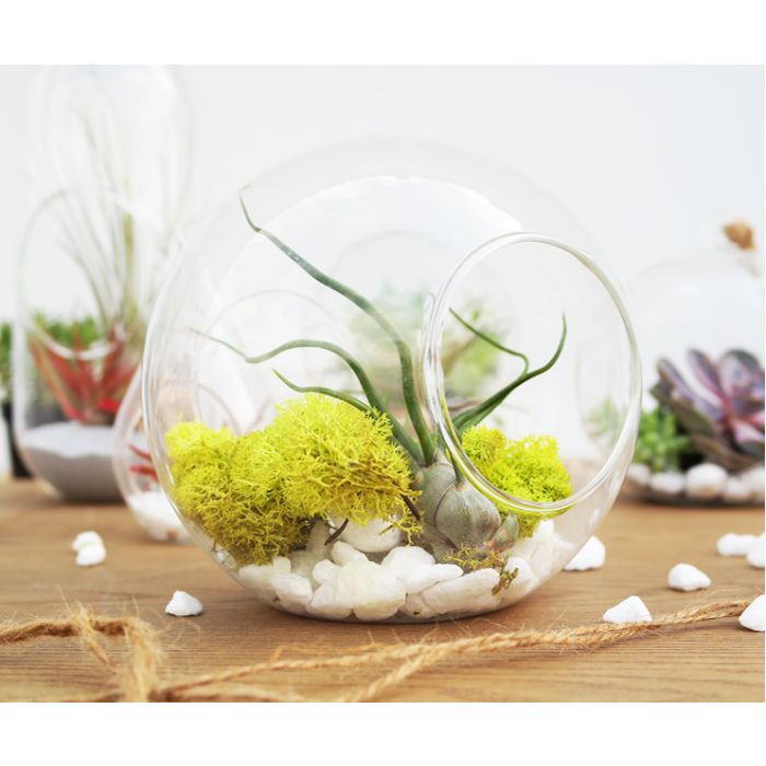 glass-plant-terrarium-glass-orbs-gch107-06