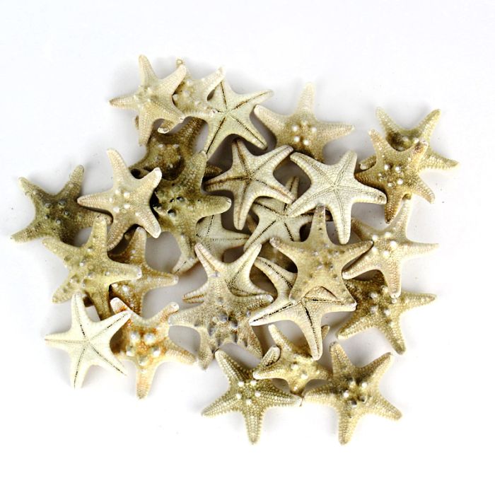 vase-filler-natural-knobby-starfish-VFSF01/02