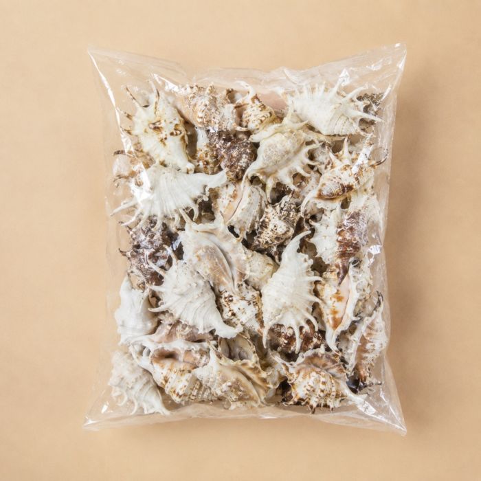 100 pcs Lambis 4"- 5" Shells Vase Filler, Pack of 4 Bags